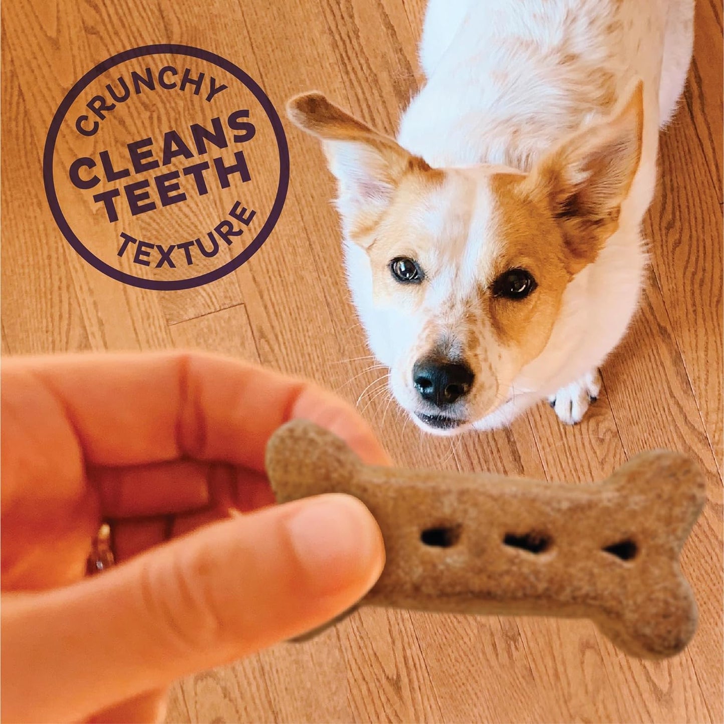 Wellness P-Nuttier Dog Biscuits, Natural, Training Treats, Peanut Butter Flavor, Large Size, (6 Pound Box)